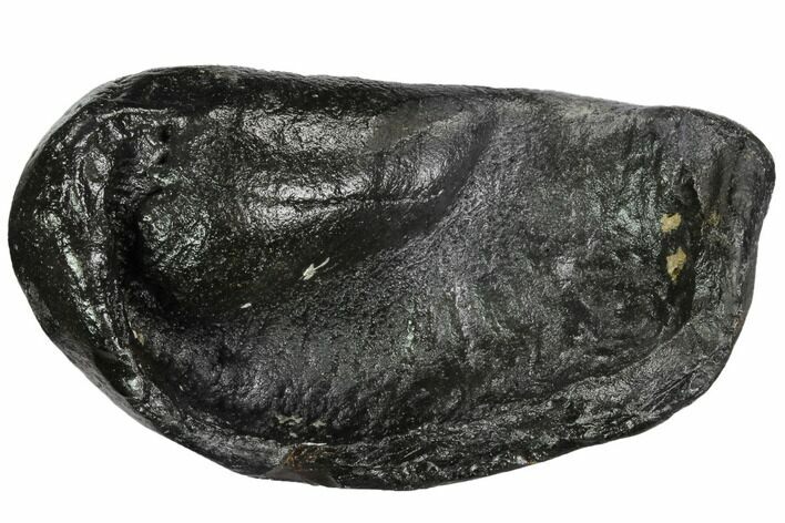 Fossil Whale Ear Bone - Miocene #99977